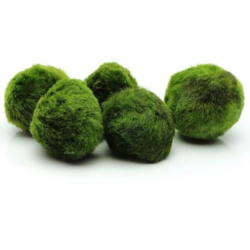 1 Pieza de Bolas de Musgo de 3 - Terrarium Moss Art reseña y precio