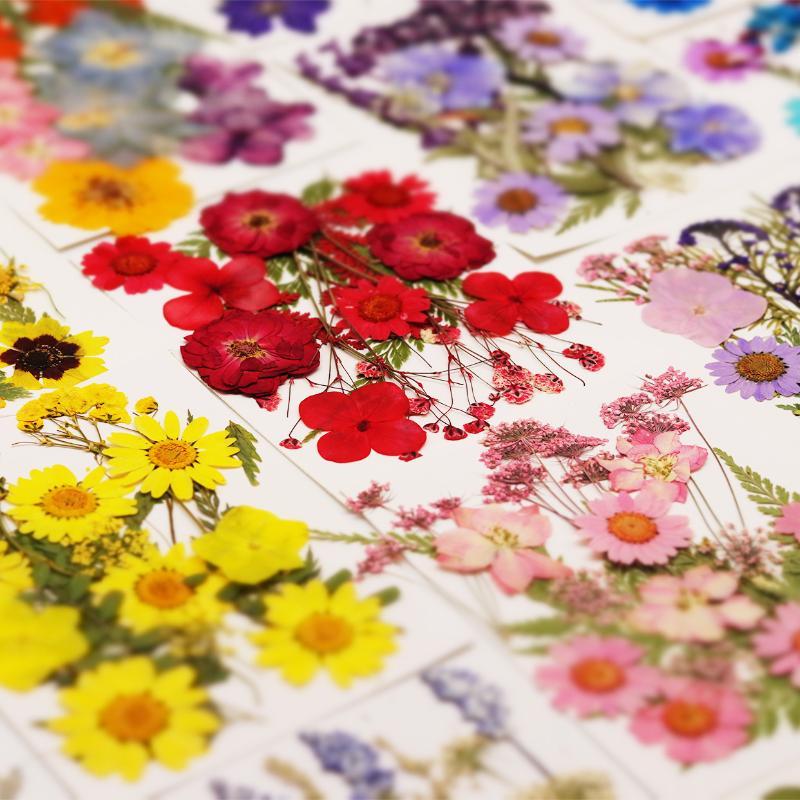 Flores de Plantas Secas Prensa - Resin Craft Ideas reseña y precio